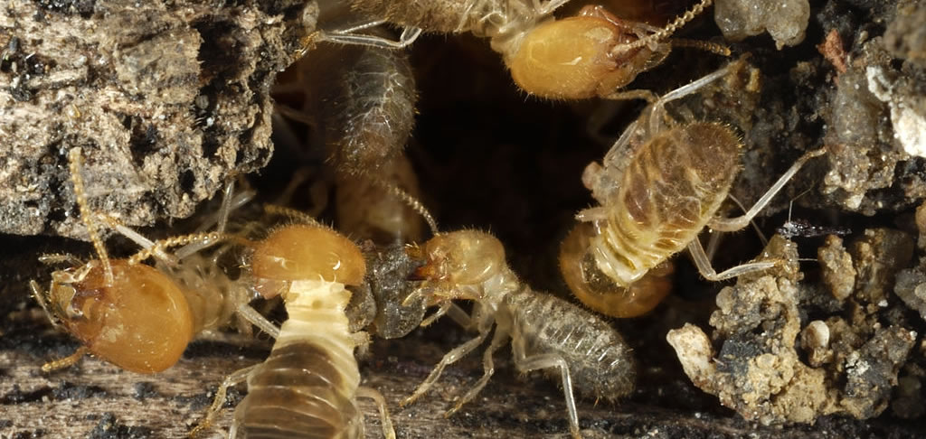 Termite Barrier