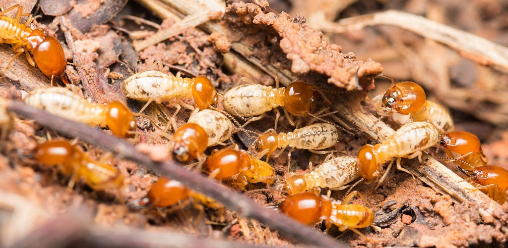 types of termite barriers